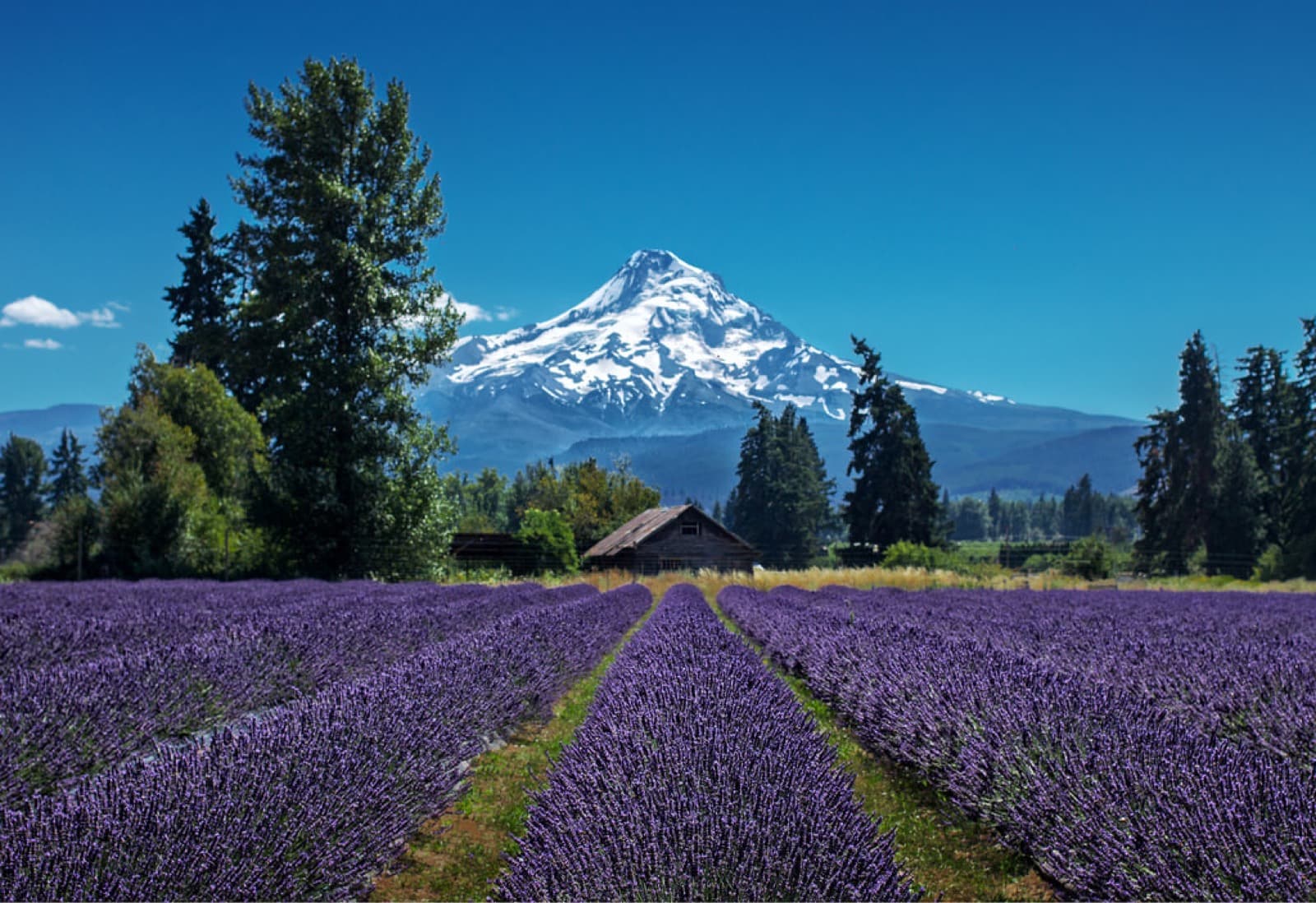 Lavender rows below Mount Hood in Oregon